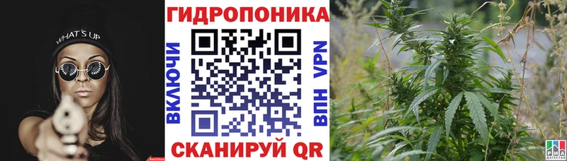 Конопля гибрид  Лиски 